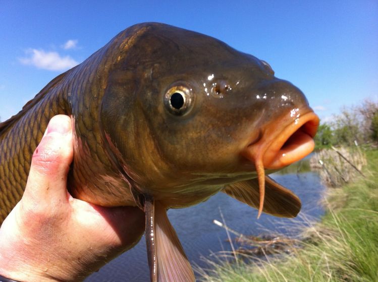 Carp close up #2