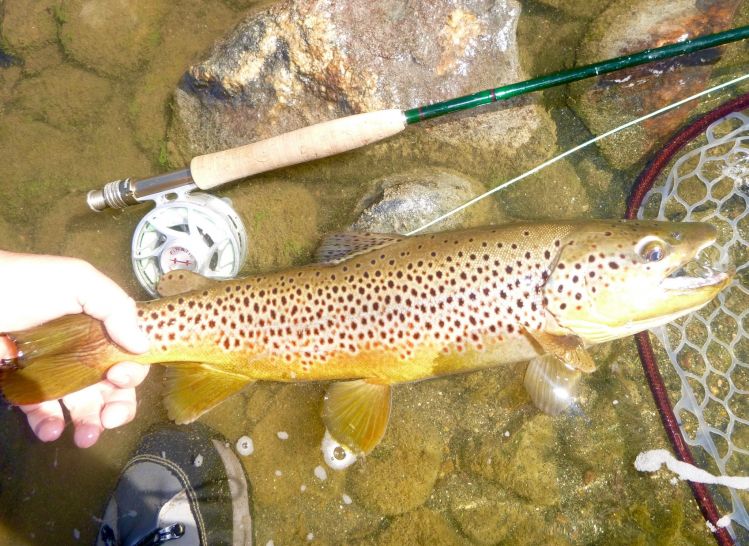 Yampa River Brown