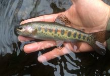 Eduardo Niklison 's Fly-fishing Pic of a Rainbow trout – Fly dreamers 