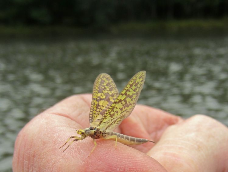 An October Green Drake on the "D" (either way early or way late...)