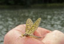 Fly-fishing Entomology Photo shared by Len Handler – Fly dreamers 