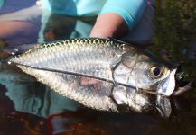 Campeche Tarpon 's Fly-fishing Picture of a Tarpon – Fly dreamers 