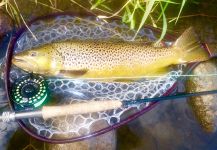  Fotografía de Pesca con Mosca de Salmo trutta compartida por Scott Marr – Fly dreamers