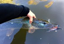 Fly-fishing Picture of Pike shared by David Henslin – Fly dreamers