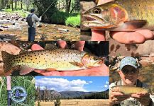 Rio grande cutthroat Fly-fishing Situation – Mark Greer shared this Nice Pic in Fly dreamers 