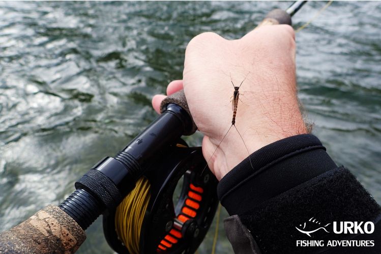 Brown Mayfly