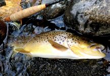 Fly-fishing Situation of Loch Leven trout German - Picture shared by Marco Cipriani – Fly dreamers