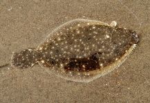 Jack Denny 's Fly-fishing Photo of a Flounder – Fly dreamers 