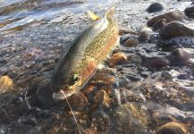  Foto de Pesca con Mosca de Trucha arcoiris compartida por D.R. Brown – Fly dreamers