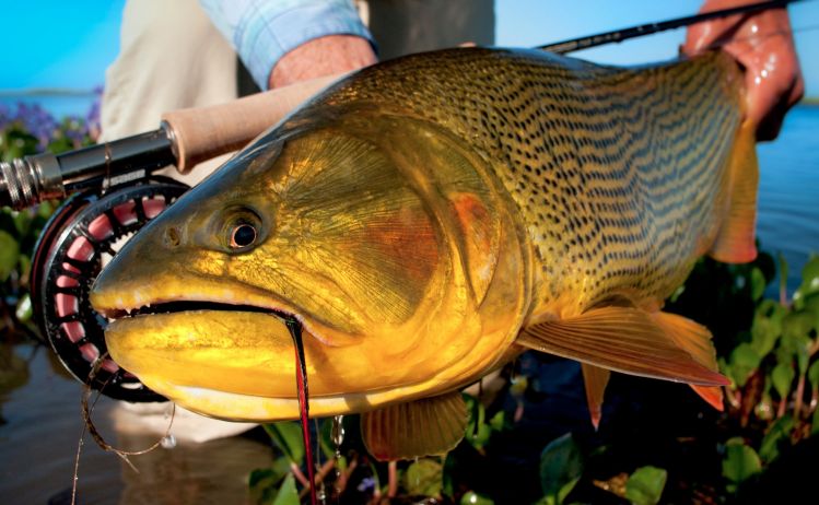 Dorado, Nacientes del Río Corriente