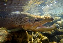 Brian Macalady 's Fly-fishing Pic of a Salmo fario | Fly dreamers 