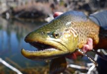 Luke Alder 's Fly-fishing Pic of a Tiger Trout – Fly dreamers 