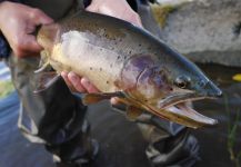  Fotografía de Pesca con Mosca de Red throated trout por Luke Alder | Fly dreamers