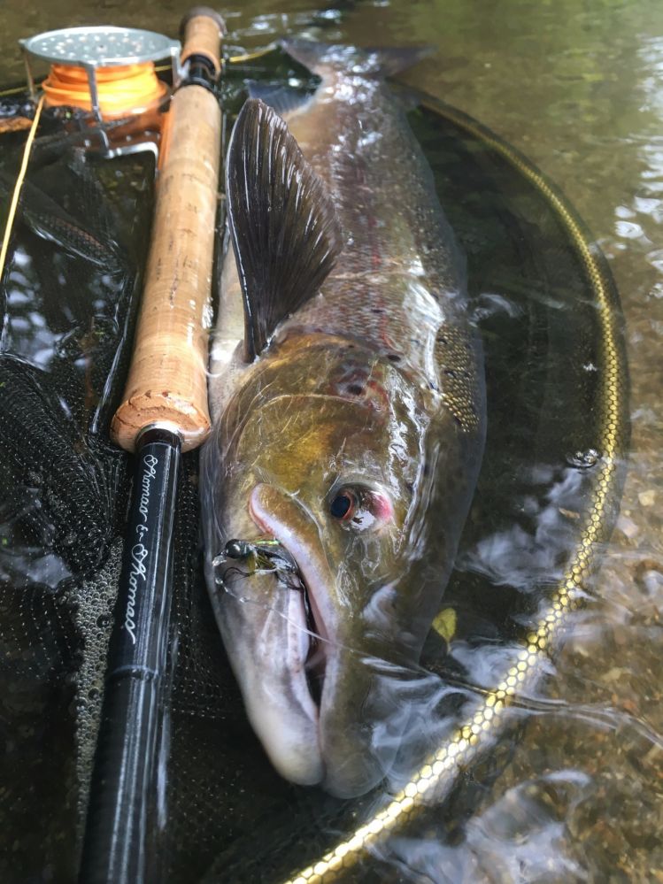 French fall salmon 