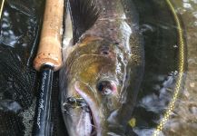 Nicolas  Grosz 's Fly-fishing Photo of a Slink | Fly dreamers 