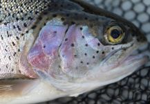  Captura de Pesca con Mosca de Trucha arcoiris por Will Robins | Fly dreamers