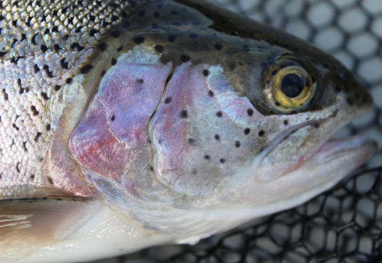 Rainbow trout are stunning creatures. The course on this guys gill covers are beautiful.