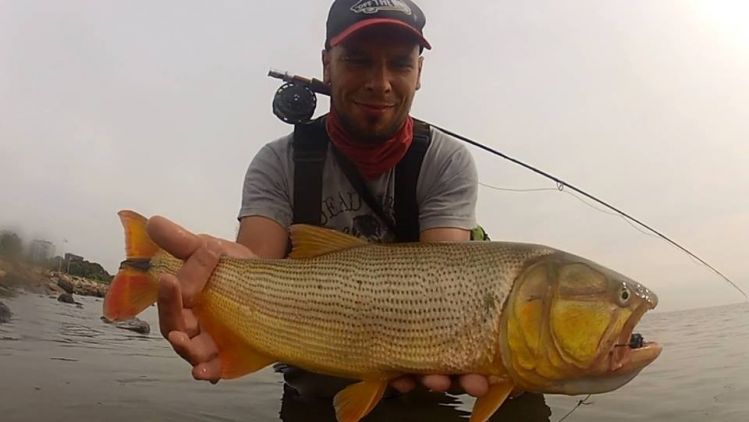 RDP Olivos Noviembre 2016 - Un gran placer volver a mi cuidad y encontrarme con el rio nuevamente lleno de vida. Dorados cazando sabalos y boga que saltan durante el escape medio metro fuera del agua 