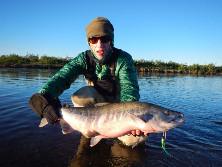 Chum salmon on a streamer