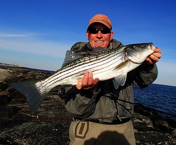 December surf fishing continues to produce some nice bass and huge bluefish. This bass was feeding in the rocks just out in front of the jetty.