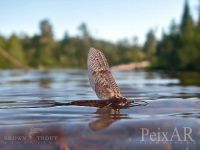 Fly fishing picture