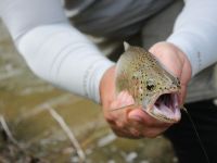 Fly fishing picture