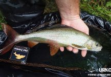 Uros Kristan 's Fly-fishing Picture of a Lady of the river | Fly dreamers 