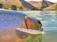 Fly fishing picture