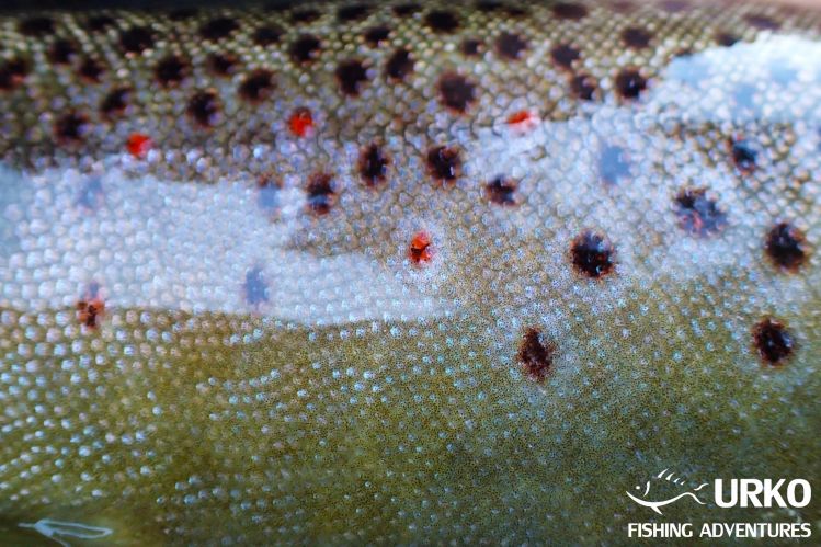 Brown trout from the river Savinja