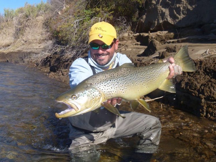 Trucha marron migratoria capturada con una mosca chernobyl. Limay Medio. 