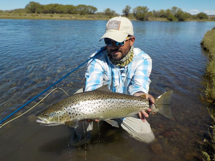 Trucha marron migratoria capturada con una mosca chernobyl. Limay Medio.