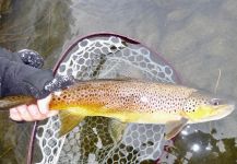 Winter on the Yampa River