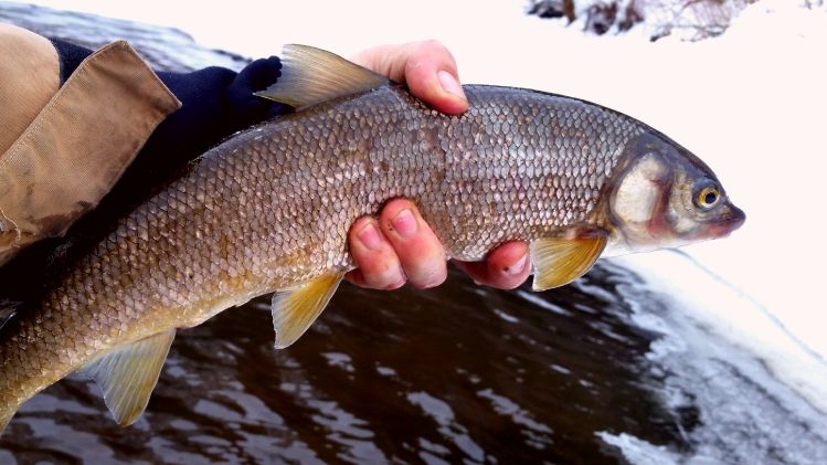 Sure is a funny looking fish.  One of my favorite to catch on the provo always good fighting fat fish