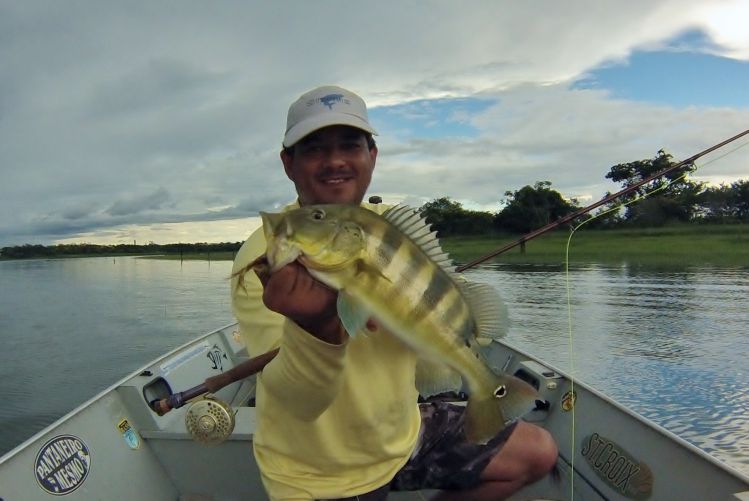 Peacock bass - Tiête River.