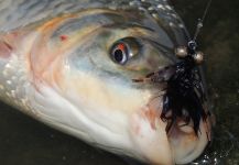  Fotografía de Pesca con Mosca de Leporinus obtusidens por Carlos Benarducci | Fly dreamers 