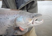 Scott Marr 's Fly-fishing Photo of a von Behr trout | Fly dreamers 