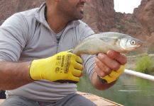  Fotografía de Pesca con Mosca de Pejerrey compartida por Juani Dominguez | Fly dreamers