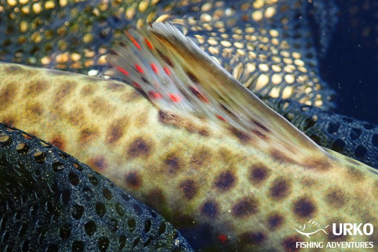 Brown trout from Radovna river - dorsal fin