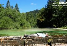  Fly-fishing Situation of Rainbow trout - Photo shared by Uros Kristan from Radovna River | Fly dreamers 