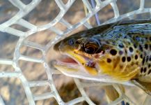 Chris Watson 's Fly-fishing Image of a Browns | Fly dreamers 