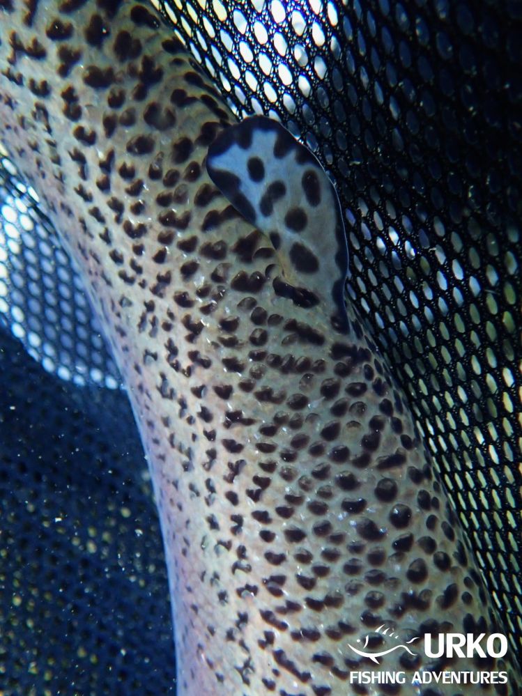 Rainbow trout from the river Sava Bohinjka - adipose fin 