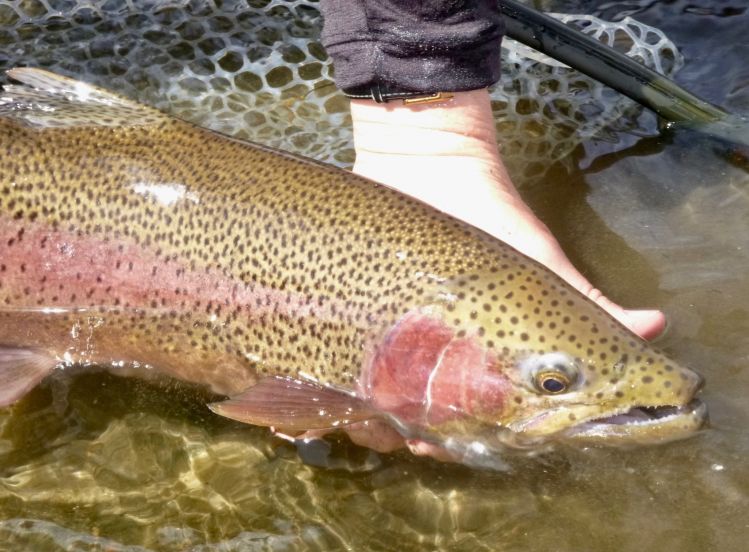 Yampa River Bow