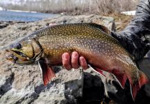  Fotografía de Pesca con Mosca de Salvelinus fontinalis por Luke Alder | Fly dreamers