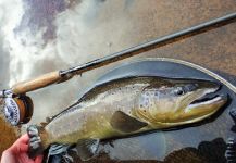 Fly-fishing Photo of European brown trout shared by BERNET Valentin | Fly dreamers 