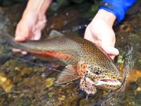 Fly fishing picture