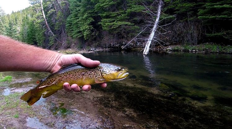 A few of these over the weekend at one of my favorite close by rivers.