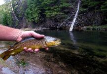 Fly-fishing Image of European brown trout shared by Chris Watson | Fly dreamers