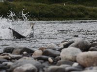 Fly fishing picture