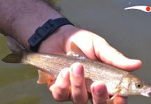 Madrid Fishing 's Fly-fishing Picture of a Boga | Fly dreamers 