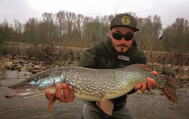 big pike on carpflies